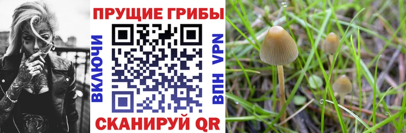 Псилоцибиновые грибы Psilocybine cubensis  сайты даркнета формула  Сортавала 
